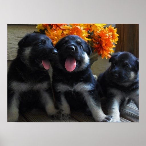 Cute German Shepherd Puppies Print