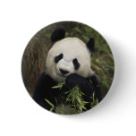 Cute Giant Panda buttons
