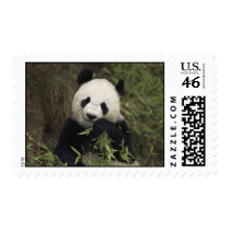 Cute Giant Panda postage by alternateworlds Cute Giant Panda postage