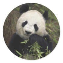 Cute Giant Panda Round Sticker