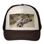 Cute Giraffe Close-up Of Head and Neck Hat