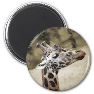 Cute Giraffe Close-up Of Head and Neck magnet