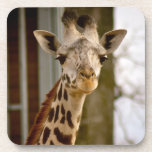 Cute Giraffe Cork Coaster