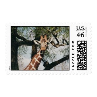 Cute Giraffe Postage Stamp stamp