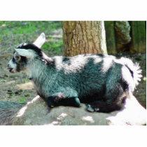 Cute Goat Kid photo sculptures