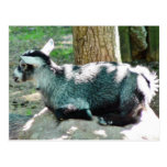 Cute Goat Kid Post Cards