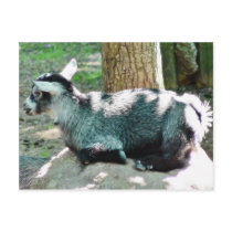 Cute Goat Kid postcards by lifesphere Cute Goat Kid postcards