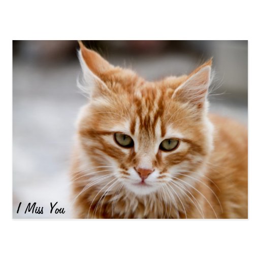 Cute gold and white cat on a Miss You Postcard