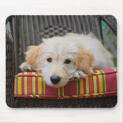 goldendoodle puppy red. Cute Golden Doodle Puppy