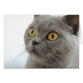 Cute Gray Cat Greeting Cards
