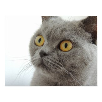 Cute Gray Cat Post Card