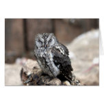 Cute Gray Owl Cards