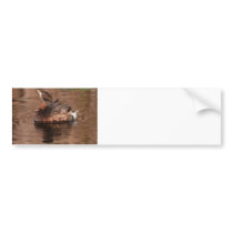 Cute Grebe Bumper Stickers