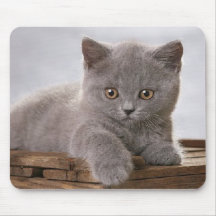 cute grey kitten mousepad