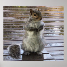Cute Grey Squirrel Art Poster