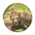 Cute Grizzlys Fridge Magnets