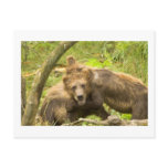Cute Grizzlys Postcards