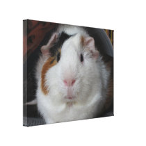 Cute Guinea pig Canvas Prints
