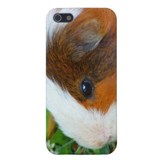 Cute Guinea Pig iPhone 5/5S Case
