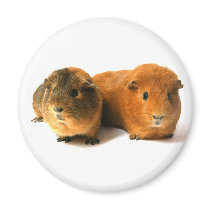 cute guinea pig fridge magnets