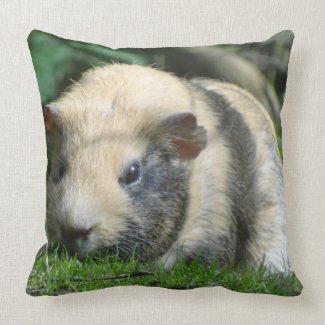 Cute Guinea Pig Pillows