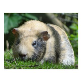 Cute Guinea Pig Post Cards