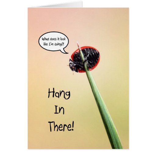 Cute Hang In There Ladybug Greeting Card Zazzle 