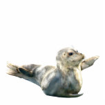 Cute Harbor Seal Wildlife Sculpted Gift Cut Outs