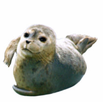 Cute Harbor Seal Wildlife Sculpted Gift Cut Out