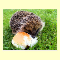 CUTE HEDGEHOG postcards