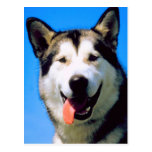Cute husky dog color photograph postcard