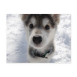 Cute husky puppy color photograph postcard