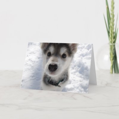 Cutehuskypuppies Wallpaper on Huskies Puppies In Snow Galleries Photo   Hollywood Wallpaper