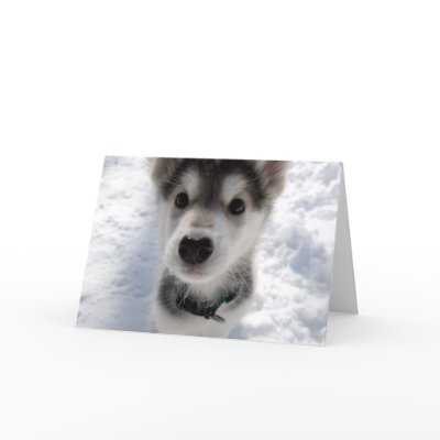 Cute husky puppy photo customizable greeting card by Jamene