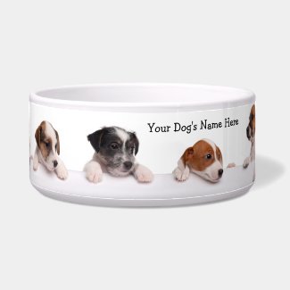 Cute Jack Russell Puppies Waiting For Their Food