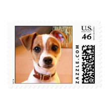 Cute Jack Russell Terrier puppy postage stamps