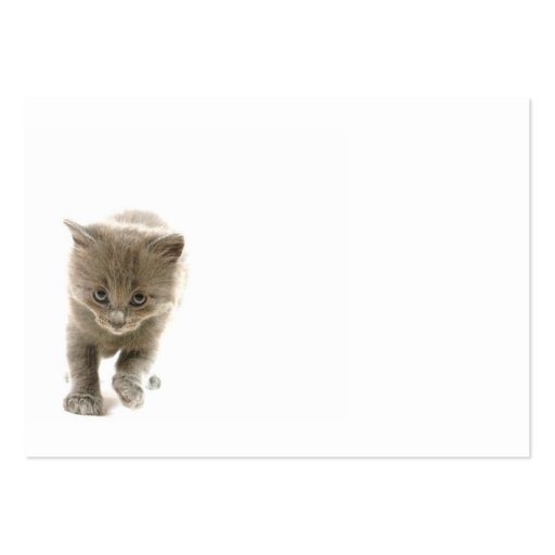 cute kitten business cards (front side)