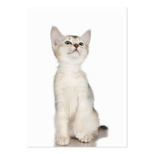 Cute Kitten Business Cards (back side)