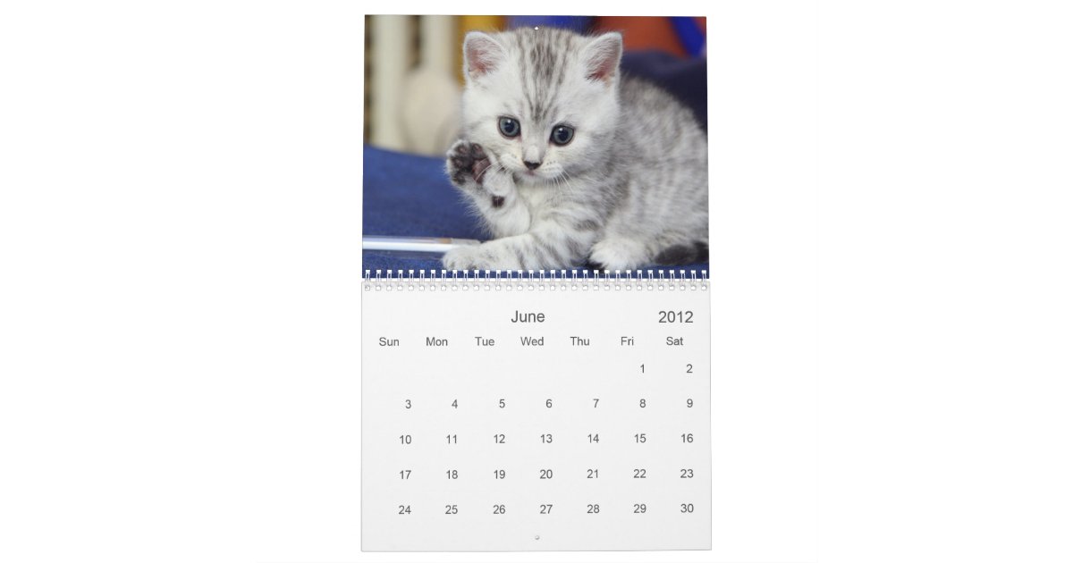 Cute Kitten Calendar | Zazzle