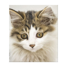 Cute Kitten Canvas Print