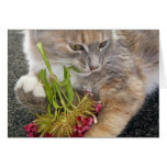 cute kitten card cards