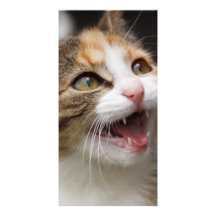 Cute Kitten Custom Photo Card