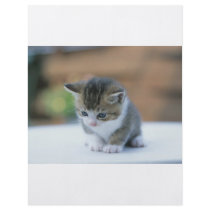 Cute Kitten flyers by oddbob Cute Kitten flyers