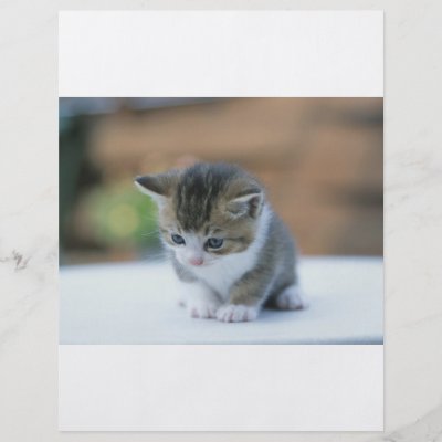 Cute Kitten flyers