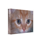 Cute Kitten Gallery Wrap Canvas