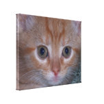 Cute Kitten Gallery Wrap Canvas