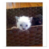 Cute Kitten In Basket posters