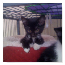 Cute Kitten In Fuzzy Bed posters