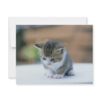 Cute Kitten invitations