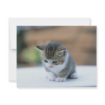 Cute Kitten Custom Announcements